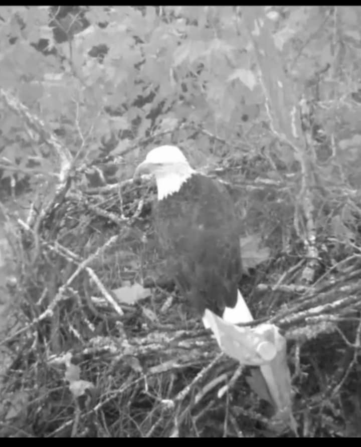 Eagle Camera