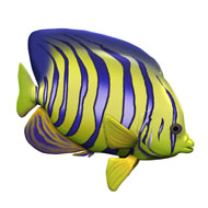Angel Fish
