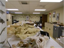 paleo lab