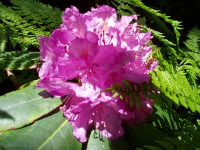 A rhododendron bloom
