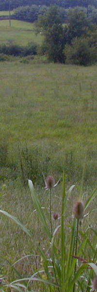 Field