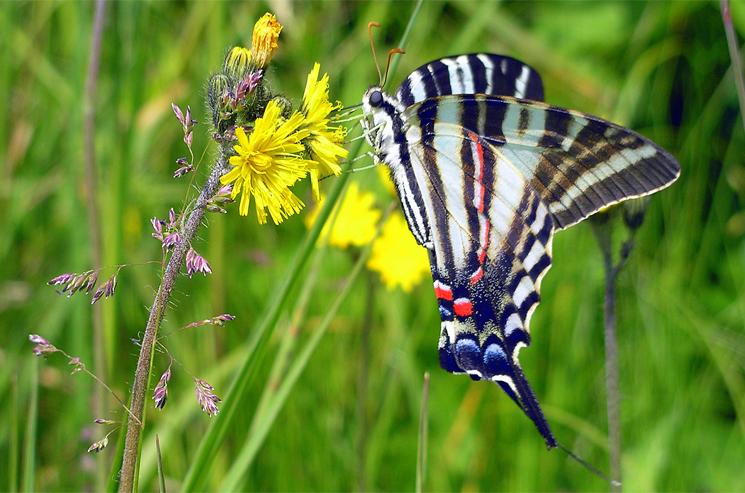 Tiger Swallowtail Butterfly, Roan Highlands