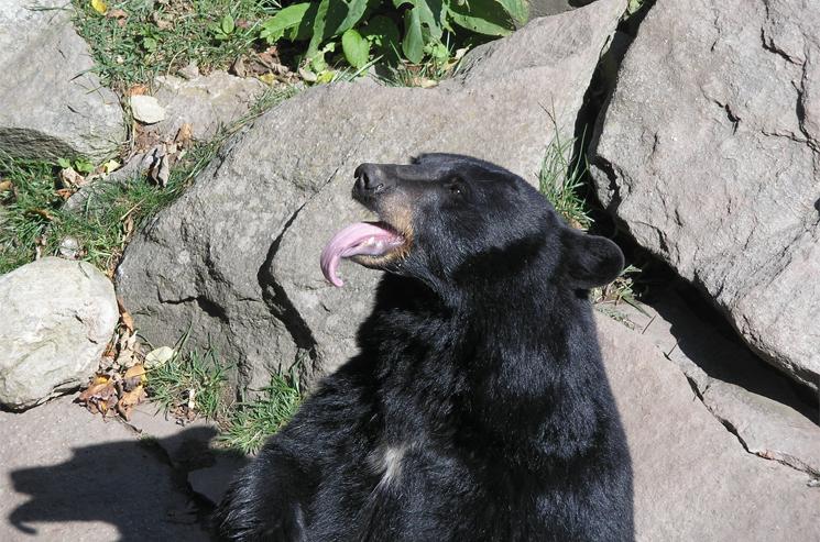 American Black Bear, mascot of the Great Smoky Mountain National Park