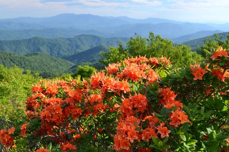 Flame Azaleas and a view of the Blue Ridge Mountains, Roan Highlands