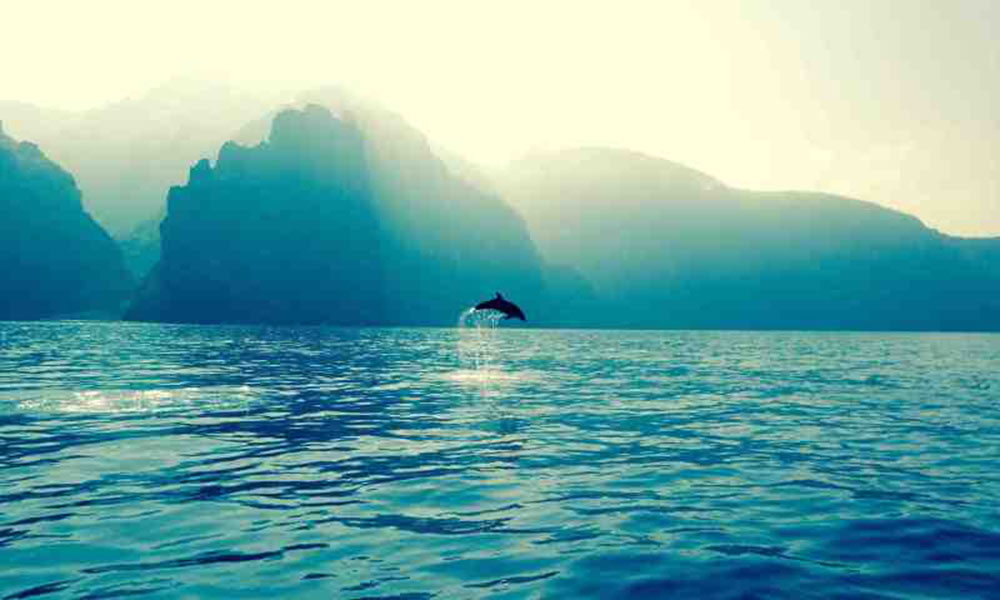 A dolphin leaps out of crystalline water, silhouetted by island mountains nd rays of sunlight.