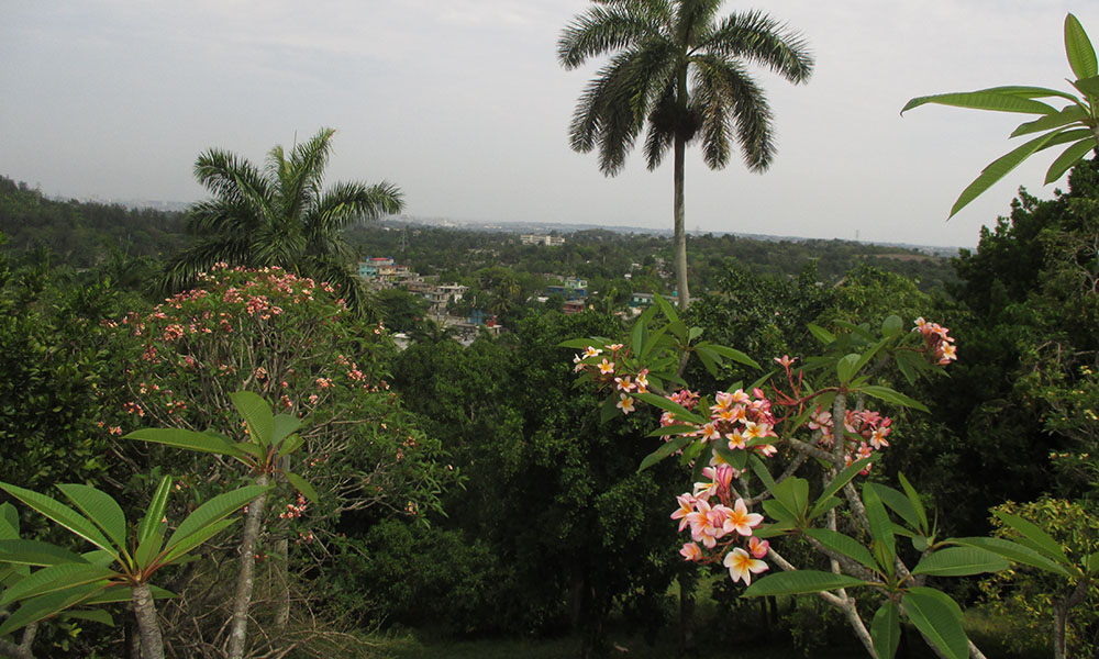 A distant shot of the city, almost completely obscured/enveloped by lush, tropical greenery and flowers.