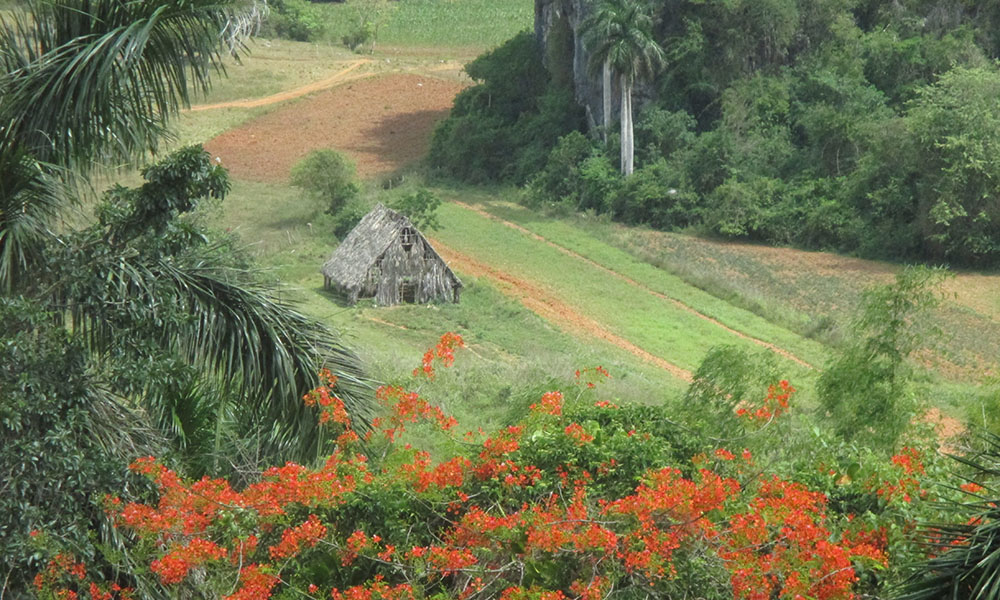A straw hut sits in the middle of rolling farmland fields, surrounded by tropical trees and flowers.