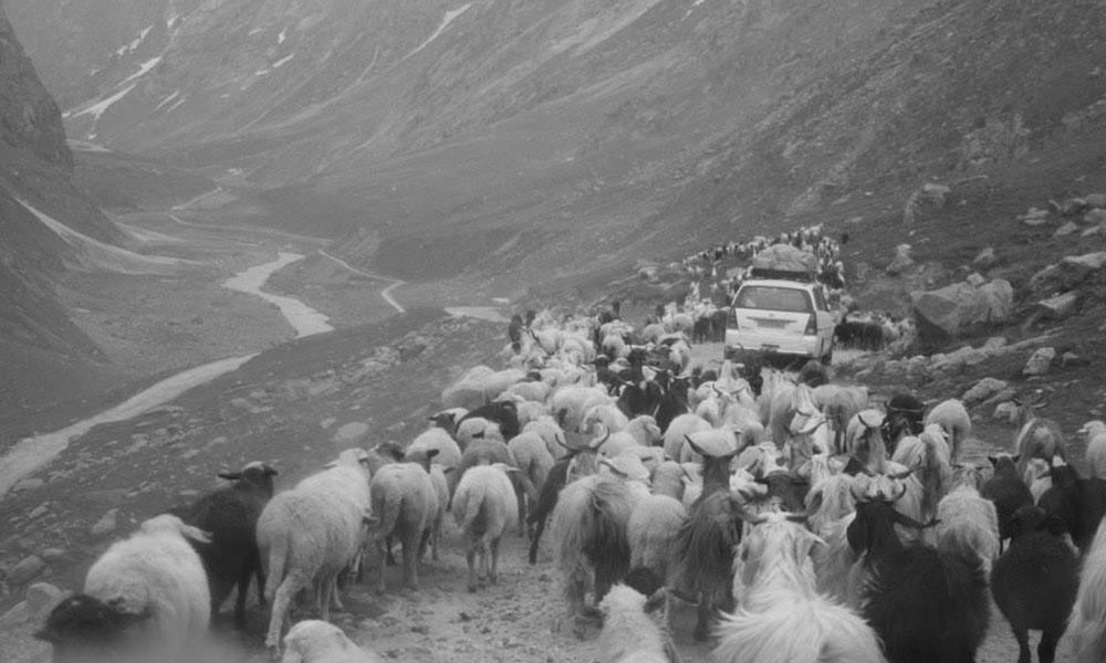 B&W photo of sheep herding alongside a car through a mountain gorge, road and stream running alongside each other.