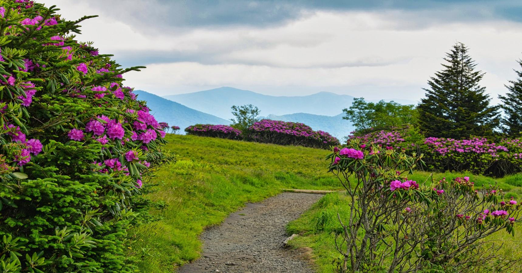 A view of the Appalachian Trail as it crosses Round Bald. Rhododendrons are in bloom next to the AT. There are other mountain peaks visible in the background.