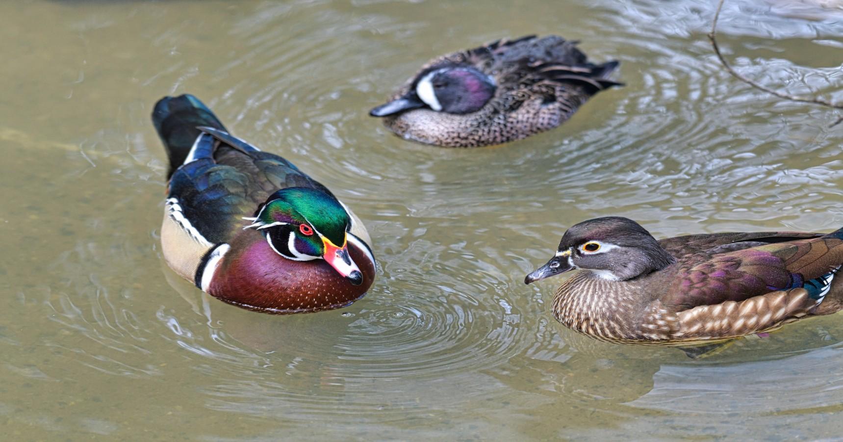 Three ducks are swimming in a pond. A male wood duck shows off his beautiful colored feathers.