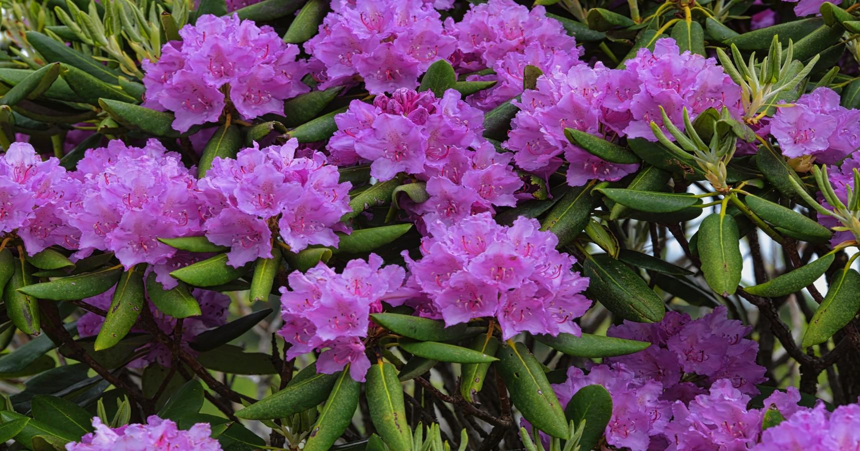 A rhododendron plant with over a dozen blossoms in full bloom. The flowers are a pink-purple color