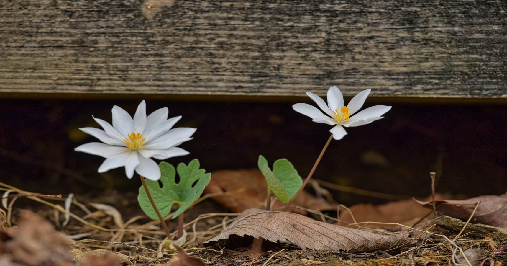 Bloodroot is a spring wildflower found throughout our region