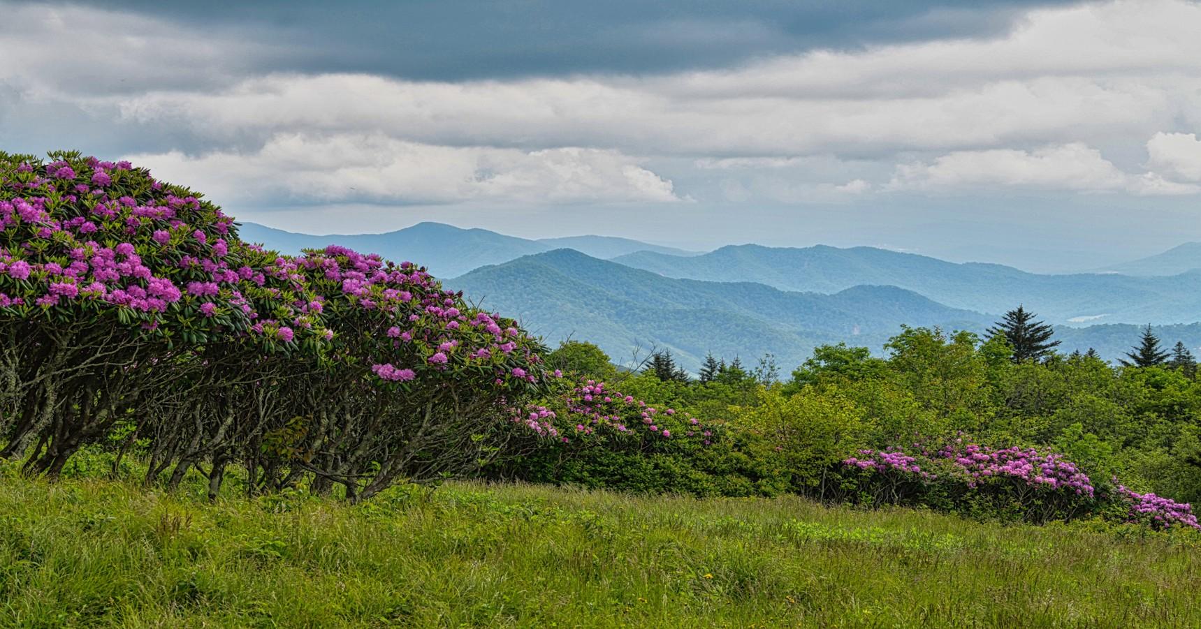 Rhododendron blooming alongside the Appalachian Trail in Roan Highlands with mountains in the background