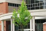 Recently planted Sycamore beside the new Center for Physical Activities, ETSU.