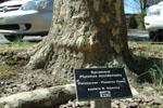 Platanus occidentalis: Sycamore. A signed tree along Gilbreath Drive.