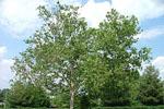 Medium sized Sycamore tree in spring, growing in parking lot near ETSU Public Safety Office and University Parkway.