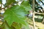 The leaf of the Sycamore is broad and lobed, resembling the leaves of some maples.
