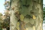 The “camouflage” peeling bark of the American Sycamore trunk