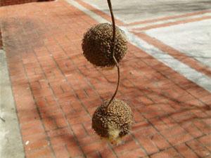 Fruits of the hybrid London Plane Tree are arranged with two to three seed balls per stalk.
