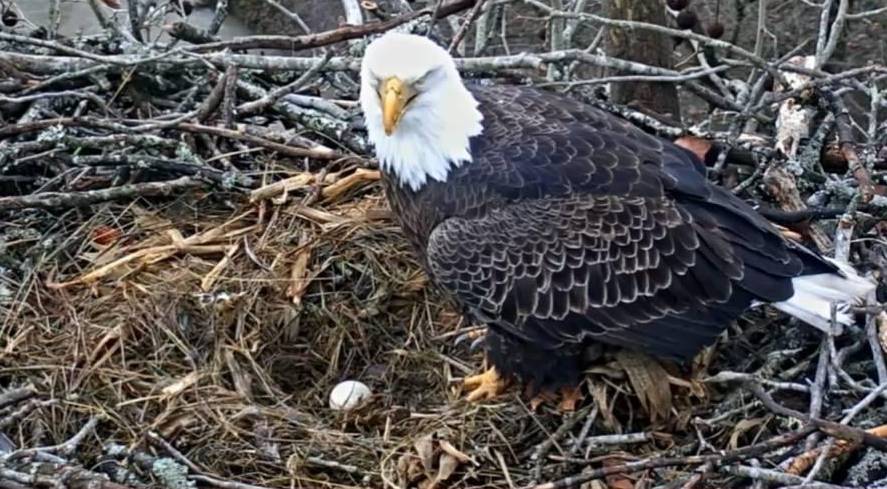 An eagle stand over its' newly laid egg.