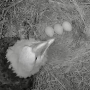 Three eggs in the Johnson City, TN nest.