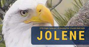 female bald eagle Jolene