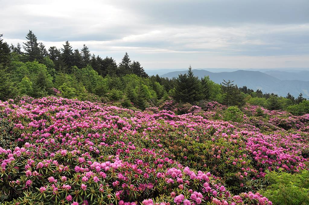 Rhododendron Gardens Roan Mountain 