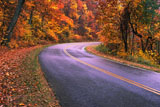 winding road through a fall woods