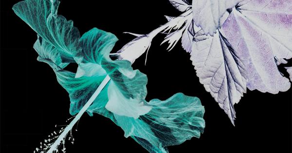 image for Upcoming Productions