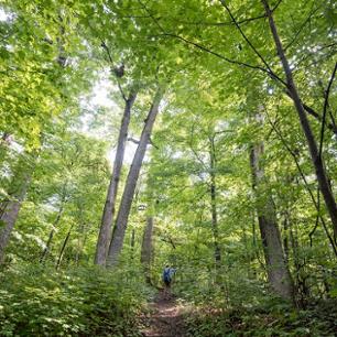 University woods picture