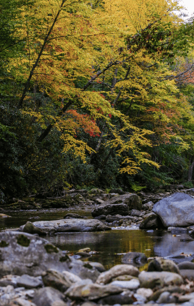 a flowing creek