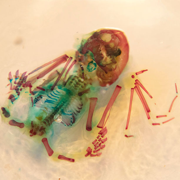 image for Bat bones!