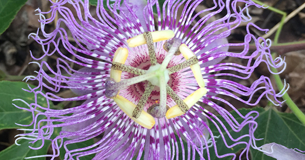 image for Passion Flower