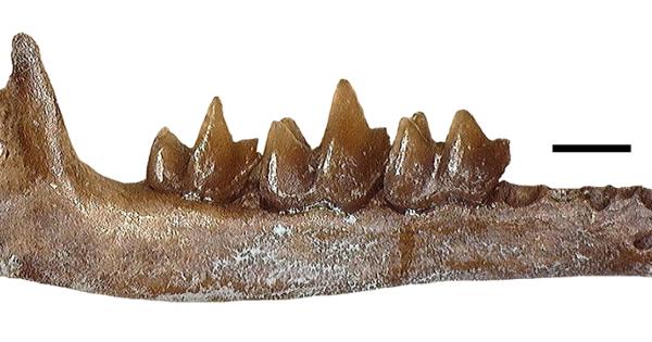 image for Lower jaw fossil