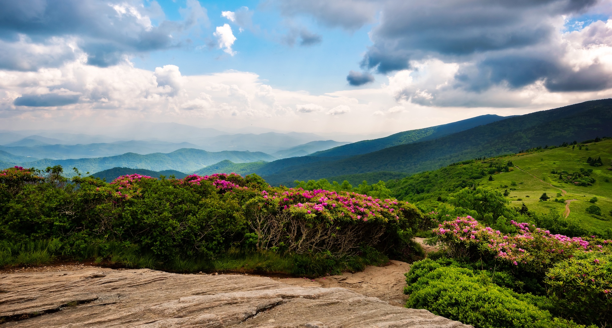 A photo of the scenery at Roan Mountain