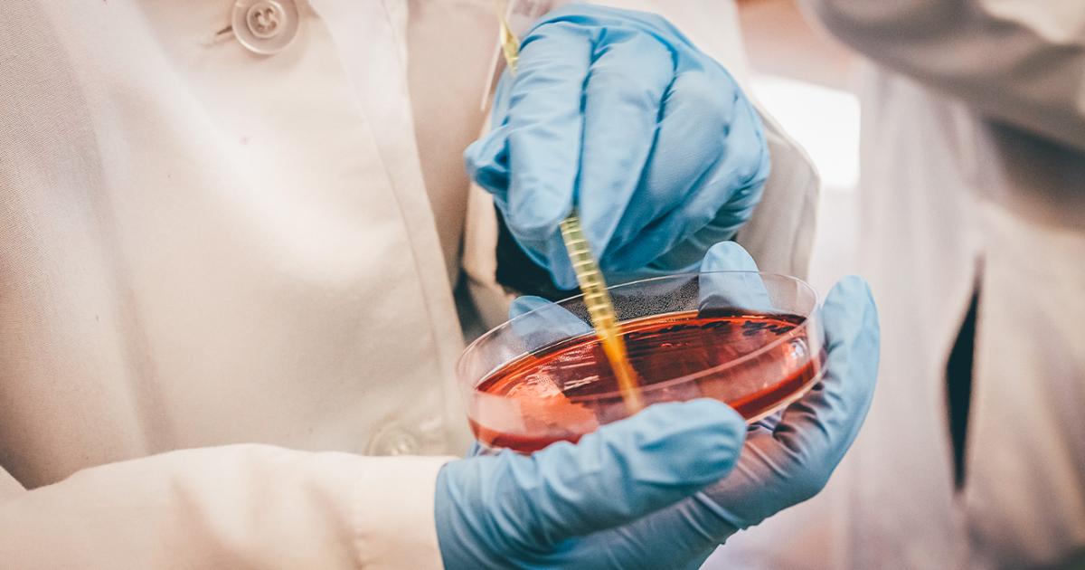 A group of College of Public Health students in the lab working with petri dishes