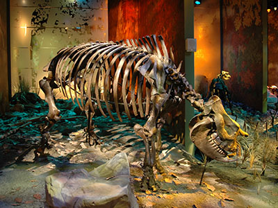 The cast of “Little Guy” (ETMNH 609) mounted on display in the ETSU Museum of Natural History at the Gray Fossil Site. (Photo by Steven Wallace)