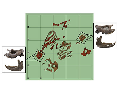 This reconstruction from survey data shows the approximate positions of the two nearly-complete rhino skeletons in the excavation pit where they were found. Also shown are close-ups of the skulls of both “Little Guy” (left) and “Big Boy” (right). (Image by Brian Compton and Rachel Short)