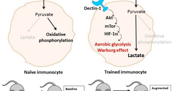 Glucan-induceed immune training