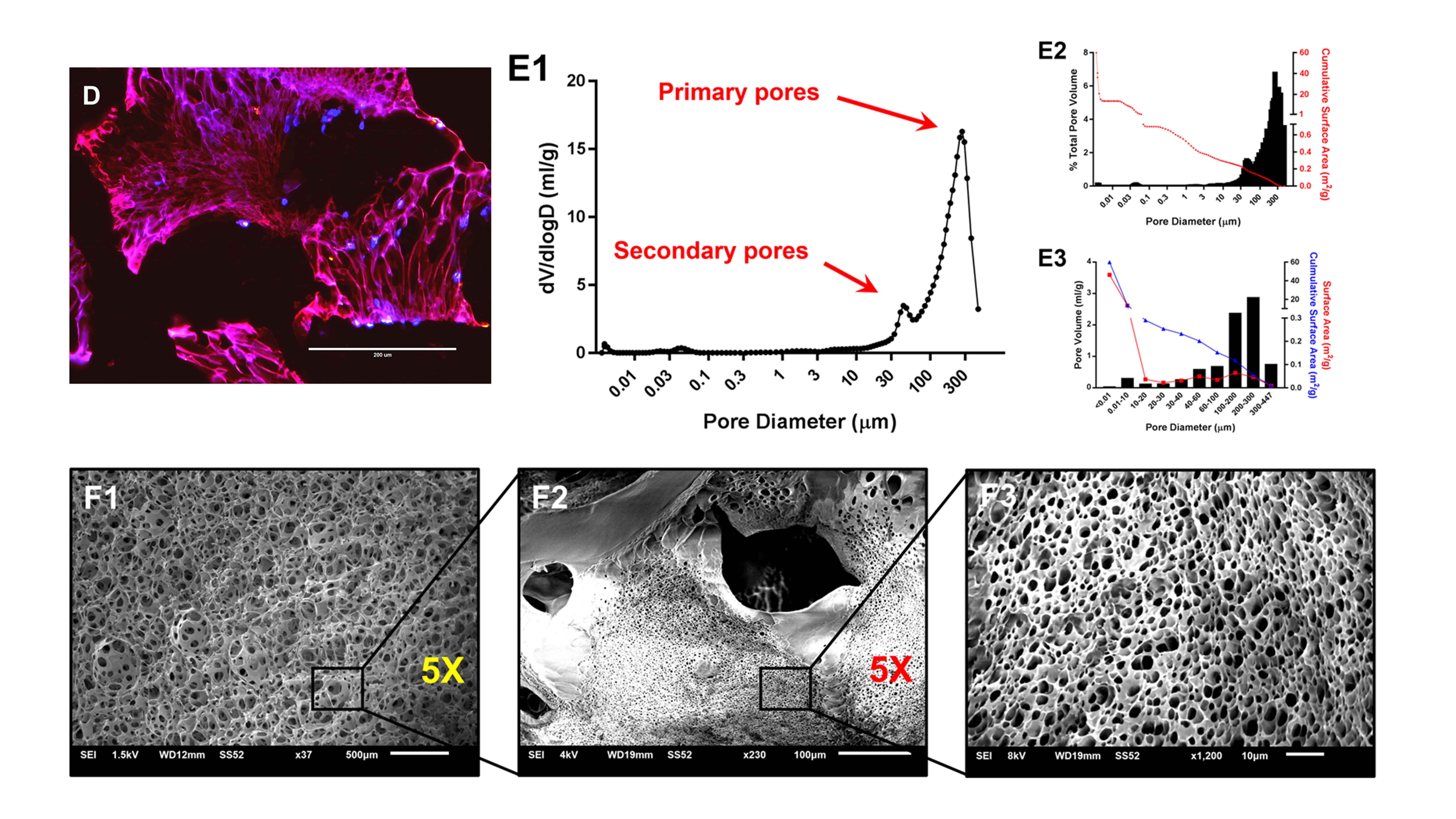 The figure shows a tissue engineering scaffold with a bimodal pore size distribution, where large and small pores coexist. See section heading "Development of 3D Tissue Models for Drug Screening Applications"