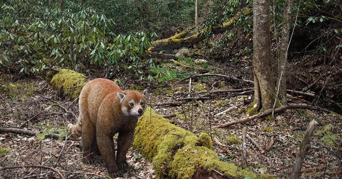 image for PBS features ETSU's red panda fossil discovery