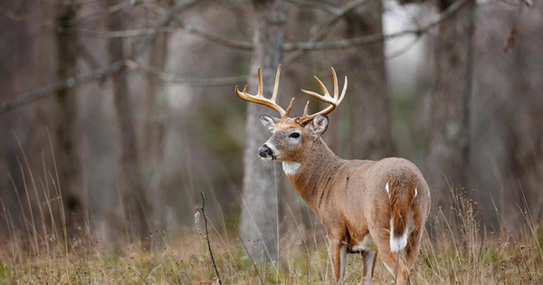 image for Gray Fossil Site Unearths 5-Million-Year-Old Deer Fossils