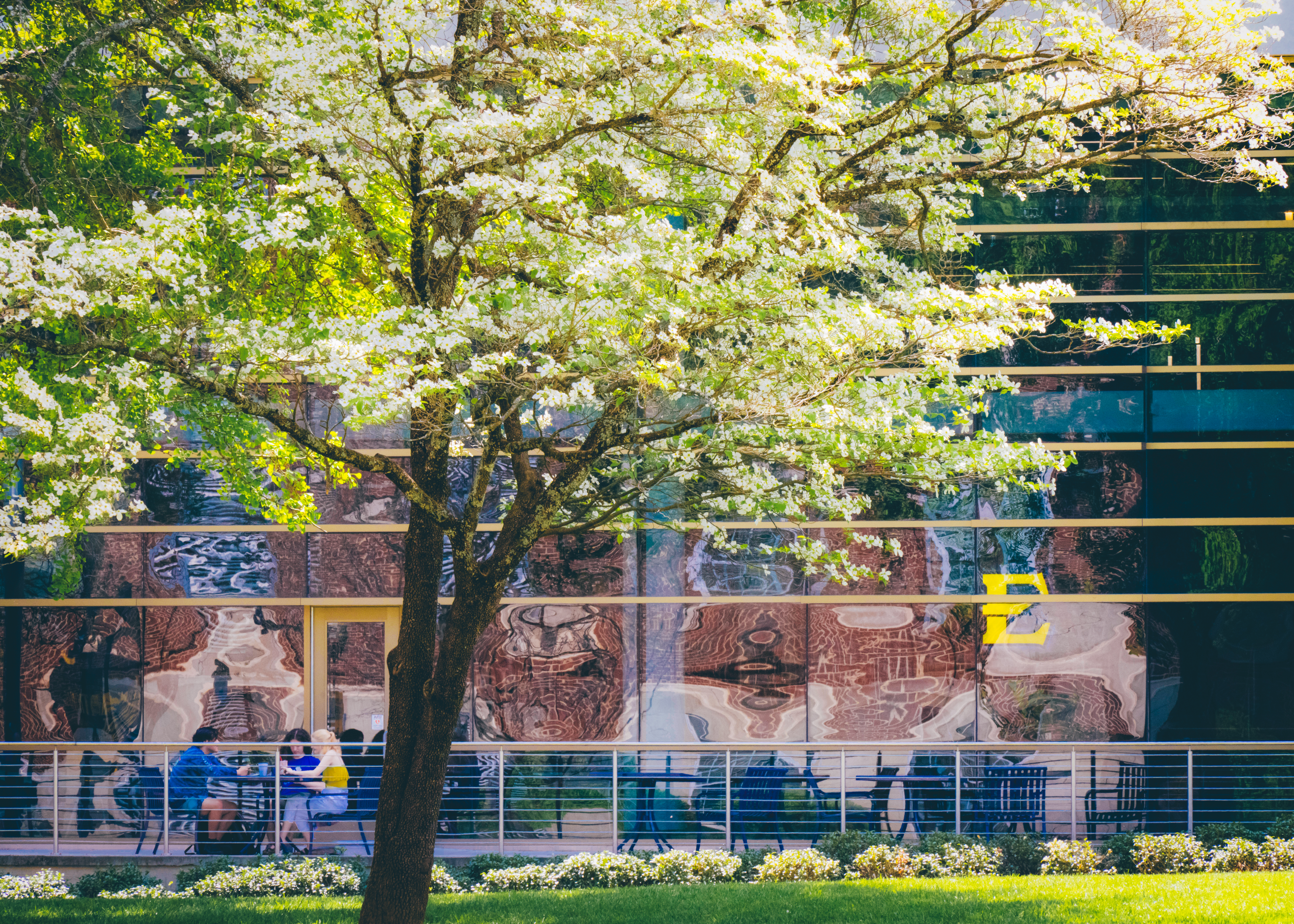 The DP Culp Student Center surrounded by flowering trees in spring