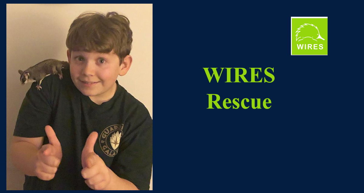 7th Grade Student - WIRES Rescue